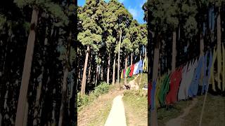 Pine forestDarjeeling darjeeling darjeelingtour offbeatnorthbengal instrumental tour travel [upl. by Amerigo]