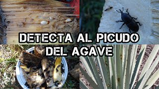 Como saber si hay picudo en cultivo de agave [upl. by Danella]