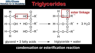 B3 Triglycerides SL [upl. by Brenan]