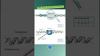 DNA Sense and Antisense Strands shorts [upl. by Inanaup]