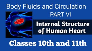 Body Fluids and Circulation Internal Structure of Human Heart Biology classes 10th and 11th [upl. by Frierson848]