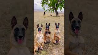 Hangisi Cin Hangisi Peri hadi bakalım  belçikakurdu malinois malinoiskrallığı eydog puppy [upl. by Bridget]