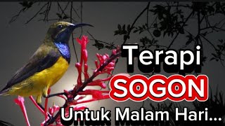 Pancingan Sogon Malam HariCOCOK Untuk Sogon Bahan malas Bunyi [upl. by Sladen]