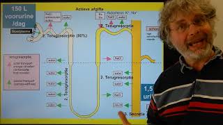 Biologie VWO BB Nieren en urinewegen [upl. by Ecirtam467]