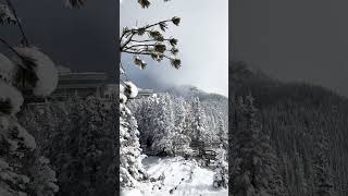 Winter in Banff Banff sparrow snow mountains alberta winter view [upl. by Euqirne983]