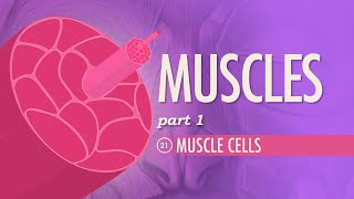 Muscles Part 1  Muscle Cells Crash Course Anatomy amp Physiology 21 [upl. by Broome]