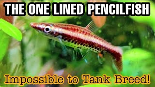 Species Spotlight The One Lined Pencilfish The Impossible to Breed Nannostomus unifasciatus [upl. by Prent]