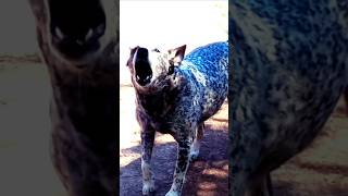 Cachorro latindo dogs blue heeler [upl. by Smukler]