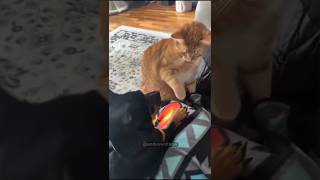 Cat vs dog so happy and funny 🤣🤣 shortsvideo funnypets shortsvideo funnyanimal animals [upl. by Guttery]