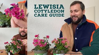 Lewisia Cotyledon Care Guide [upl. by Lynnett]