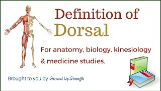 Dorsal Definition Anatomy Biology Medicine Kinesiology [upl. by Oahc]