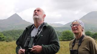 Modrwyo Cywion Glaslyn 2023 Chicks are Ringed [upl. by Lyman]