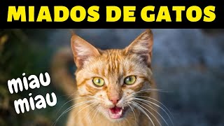 Som de Gato Miando Para Chamar e Atrair Outro Gato [upl. by Deeas373]