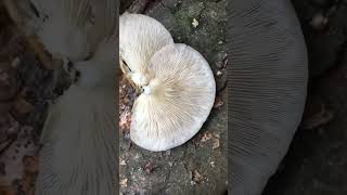 Ljetna Bukovača Pleurotus pulmonarius Phoenix oyster Sommerseitling wald nature trending [upl. by Einnij]