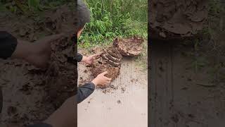 How to inspect a nest like a PRO insects hornet nature [upl. by Fransisco502]