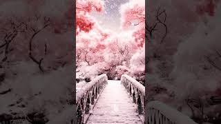 wooden bridge in the snow trees snow sakura pathway bridge peace beautiful nature fyp [upl. by Hercules]