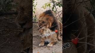 Lion mating for breeding lion mating lioness breeding [upl. by Mikah]