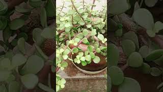 CrassulaKuber plant care shortvideo viralvideo plants gardening [upl. by Missi]