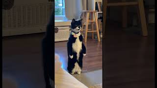 Cat walk shortvideo funny funnypetschannel cat petschannel yourcat pets petchannel [upl. by Kelwen517]