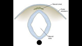 EMBRYOLOGY VI Neurulation Lets Make the Neural Tube amp Neural Crest Cells [upl. by Stillas]