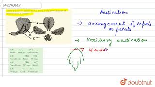 Select the correct option for AB and C in the given diagram of papilionaceous corolla  11 [upl. by Croydon212]