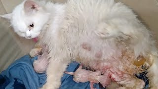 Persian Cat Giving Birth Live  Cat Giving Birth To 3 Kittens Of The Same Colour [upl. by Lebiralc]