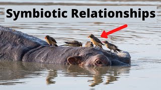 Examples of Symbiotic Relationships in Nature [upl. by Getraer286]