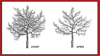 96 La taille de restauration et dentretien des grands pommiers [upl. by Dasha]