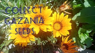 How to Collect Gazania Seeds [upl. by Mireielle]