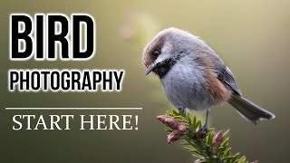 BIRD PHOTOGRAPHY 101 Beginners guide for settings finding birds tricks equipment and more [upl. by Lawley951]