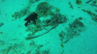 Frogfish walking [upl. by Elyn]