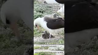 Wisdom The Laysan Albatross albatross babybirds birdfacts [upl. by Aloke83]