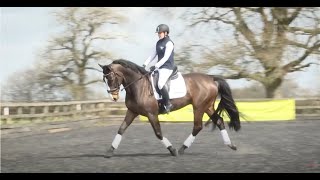 Dressage to music  prelim level [upl. by Uhile]