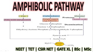 AMPHIBOLIC PATHWAY [upl. by Ivett]