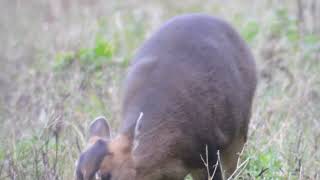 Muntjac Deer [upl. by Yendis]