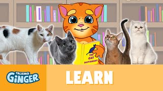 Talking Ginger’s Cat Dictionary [upl. by Leno]