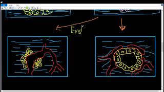 Glandular Epithelium 5 النسيج الطلائي الغدي [upl. by Antons]