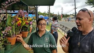 Orquídeas BerNor y Orquídeas La Hacienda presentan sus propuestas [upl. by Ynna298]