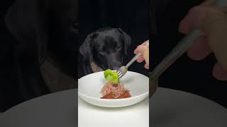 Hold your fork there will be no Labrador in this bowl of pasta Cute pet debut plan [upl. by Seif]