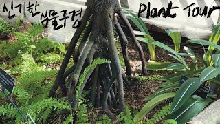 PlantTour한국에는 없는 식물들🇺🇸미국 식물원에 다 모아놨네 United States Botanic Garden [upl. by Byron383]