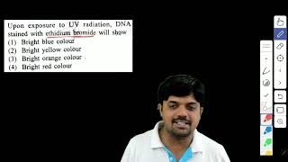 Upon exposure to UV radiation DNA stained with ethidium bromide will show [upl. by Aizek]