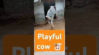 cow cowvideos motivation sanatandharma trending shorts animals cows play trend hinduism [upl. by Nyliuqcaj614]