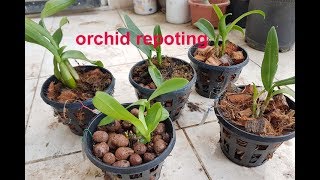 Bare root ORCHID repoting  easy orchid tutorial 4K [upl. by Lynnelle]