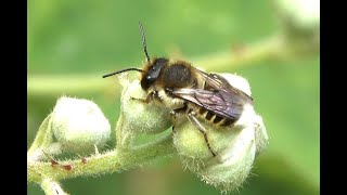 Tuinbladsnijder Megachile centuncularis mannetje [upl. by Nikal693]