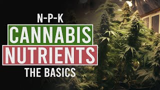 Getting the Perfect Nutrient Balance for your Cannabis Plants [upl. by Rolf]