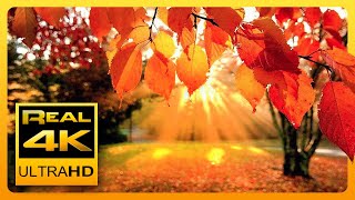 4K Autumn Forest amp Relaxing Piano Music  Beautiful Fall Leaf Colors in 4K UHD  2 Hours [upl. by Akirehc373]