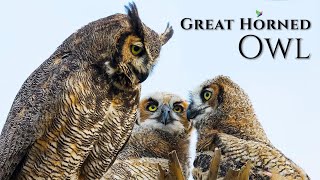 🦉The Great Horned Owl Call🎶 Male and Female [upl. by Jepson1]