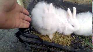 Giant Angora VS French angora babies and Wool Average [upl. by Carroll382]