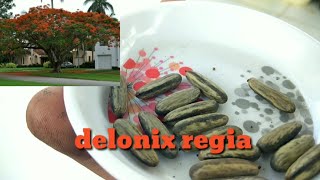 How to grow gulmohar plant from seeds Delonix Regia [upl. by Garrison]