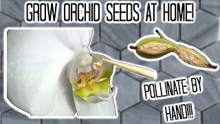 How to pollinate orchids by hand [upl. by Brander]